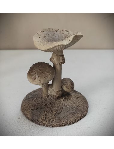 mushroom fungus grzyb grzybek